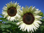 White Sunflower Seeds – Rare Elegant Blooms for Garden Planting organicindiaseeds
