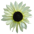 White Sunflower Seeds – Rare Elegant Blooms for Garden Planting organicindiaseeds