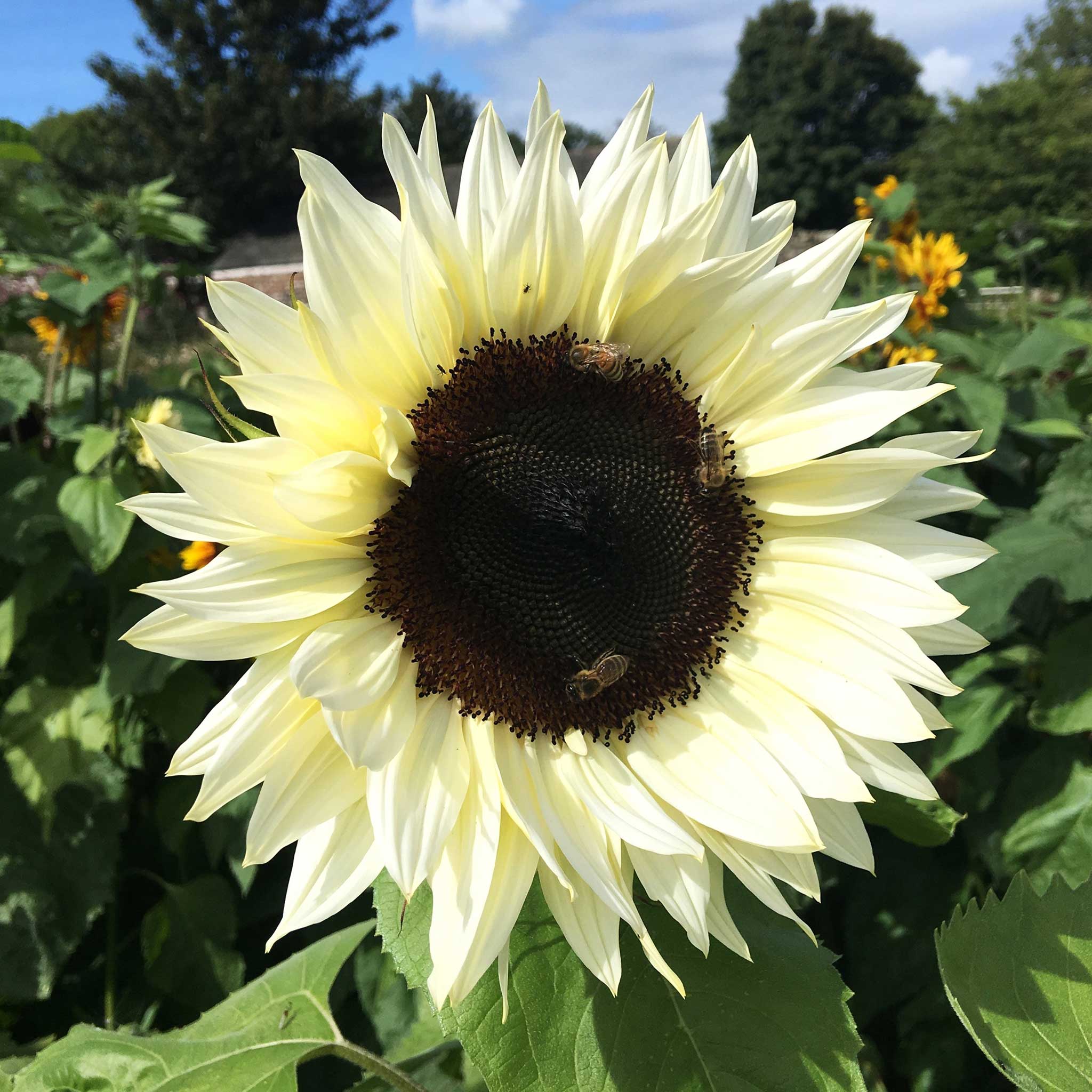 White Sunflower Seeds – Rare Elegant Blooms for Garden Planting